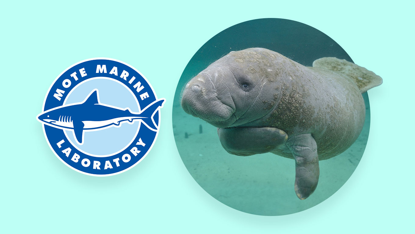 Learn How You Can Protect Manatees - Flip
