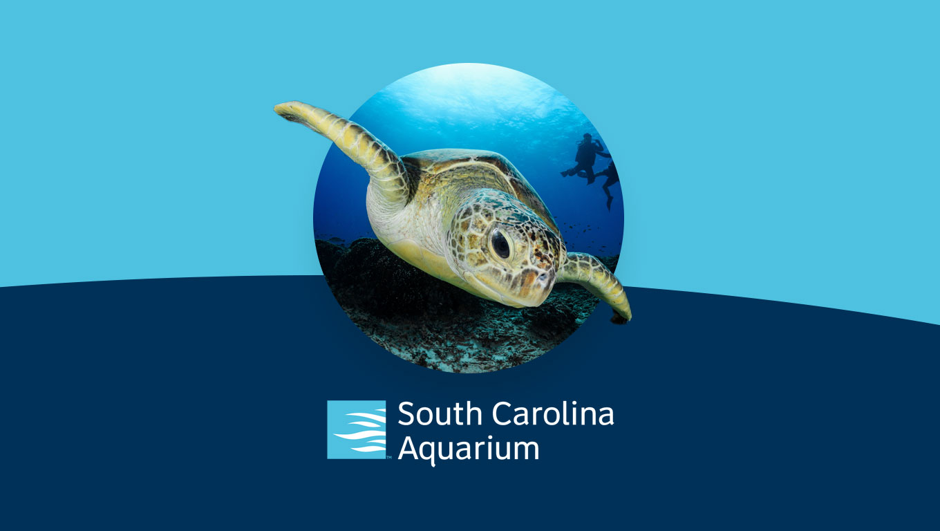 Foto de la tortuga verde nadando, junto al logotipo del Acuario de Carolina del Sur