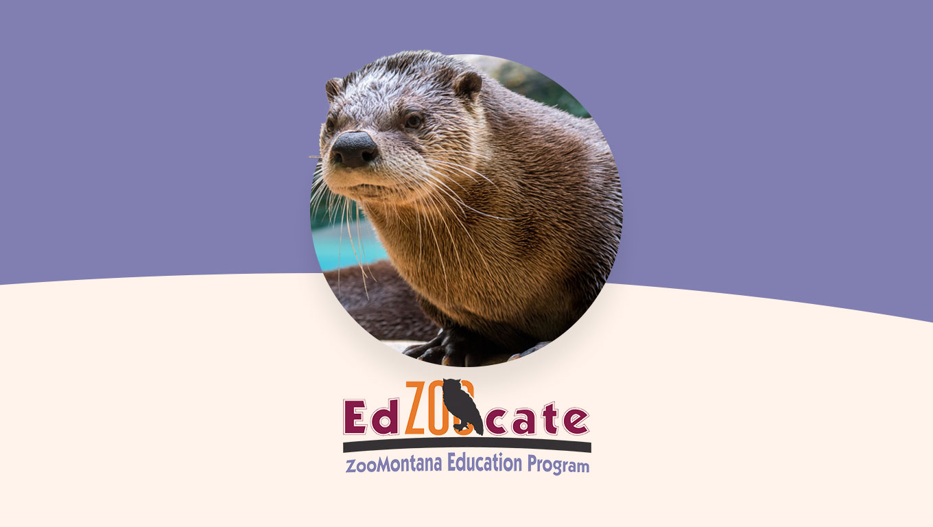 Foto de una nutria de río junto al logotipo del Programa de Educación EdZOOcate ZooMontana