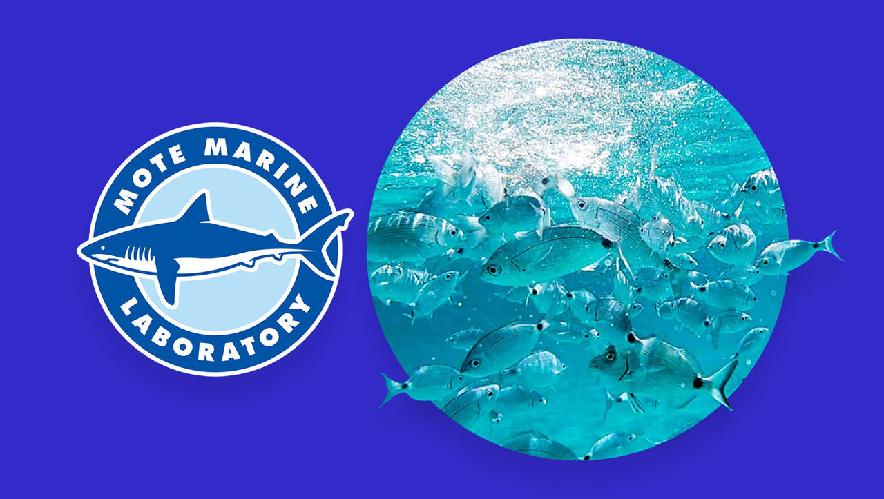 Mote Marine Laboratory logo alongside an underwater photo of a school of fish